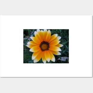 Gazania 13 Posters and Art